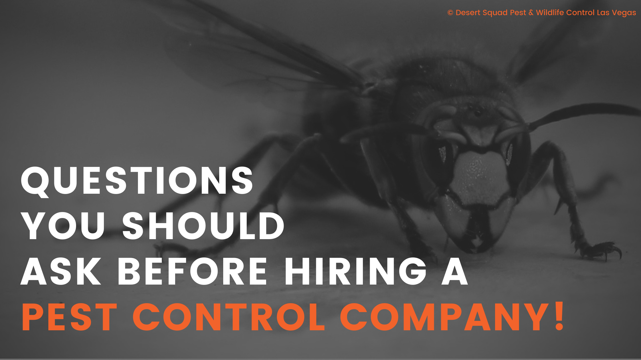 Questions To Ask Before Hiring a Pest Control Company in Las Vegas