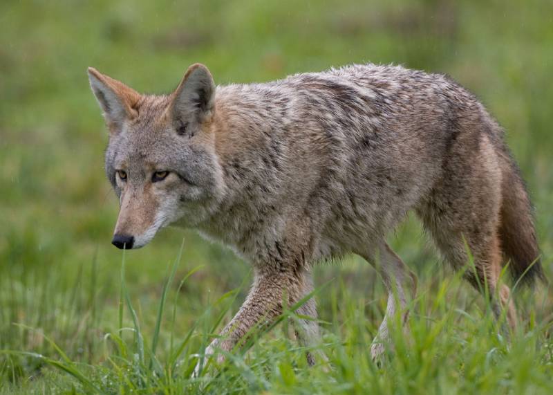 Coyote trapping & removal Las Vegas