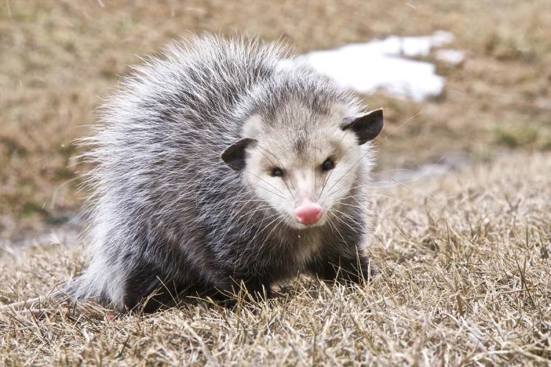 OpossumOpossum Control Las Vegas: Opossum Trapping & Removal