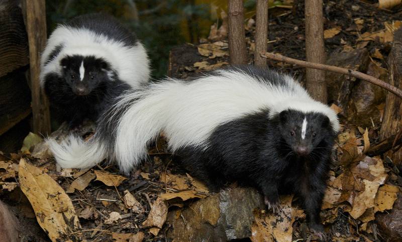 Skunk Removal & Control Services Las Vegas