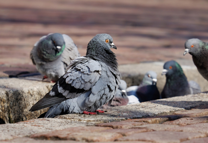 Pigeon Proofing Restoration