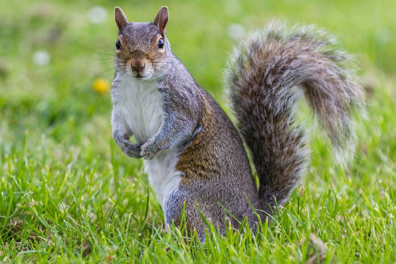 Chipmunk Trapping, Removal & Repairs