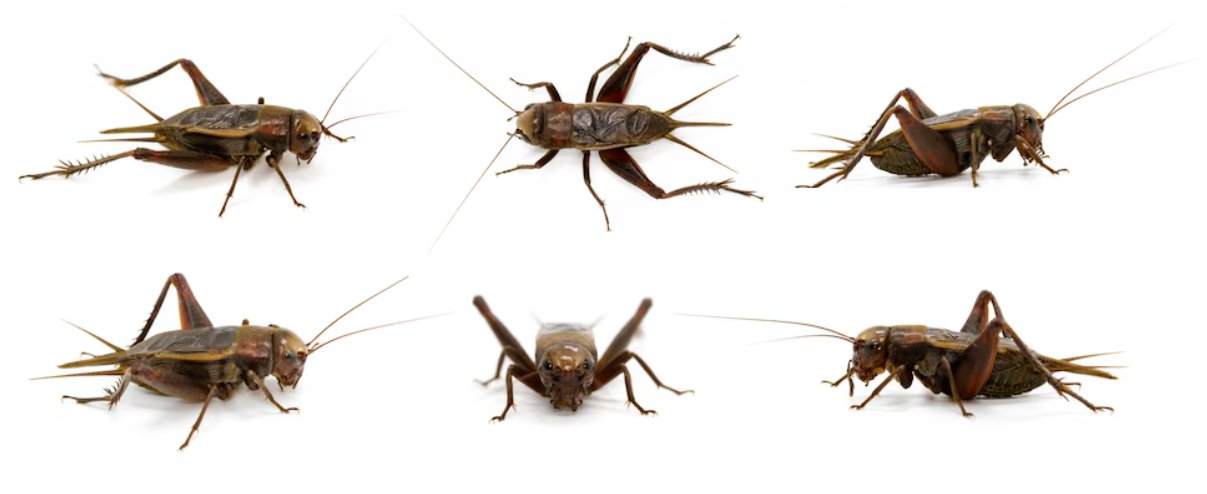 cricket control