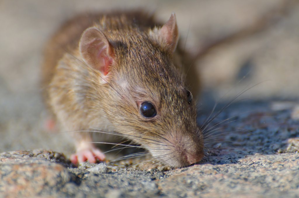 house rat las vegas